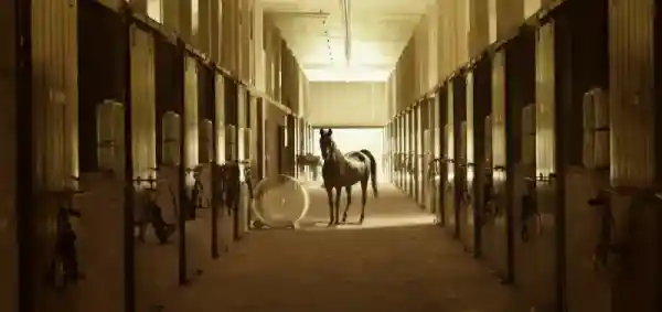 Brown horse standing between stable stalls