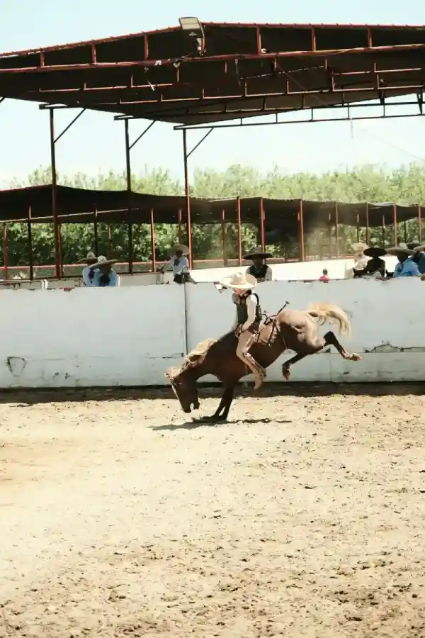 Rider training with a horse in an arena